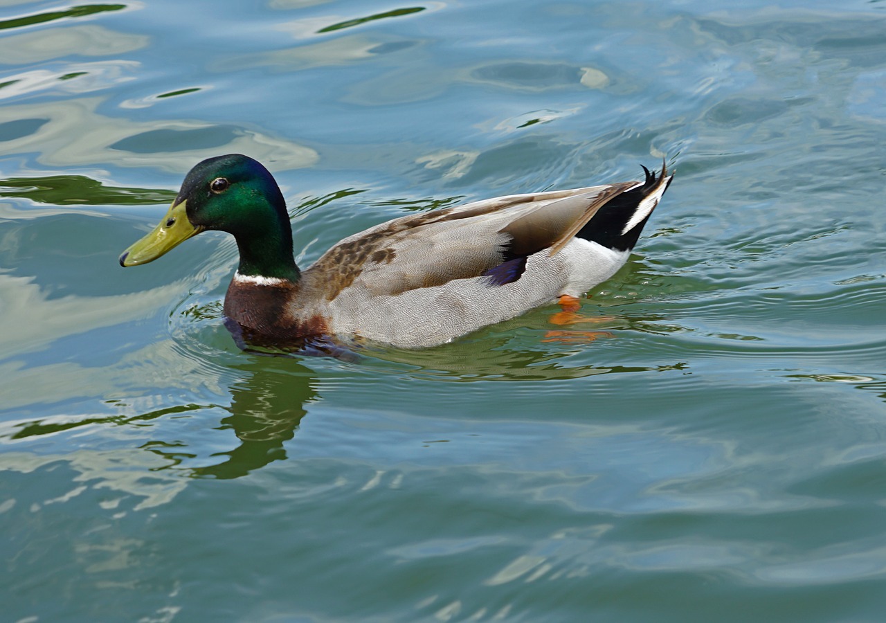 duck  bird  mallard free photo