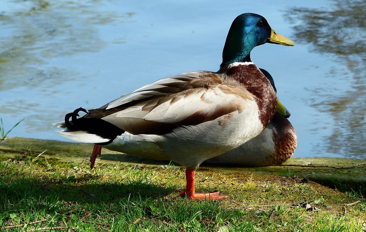 duck  bird  nature free photo