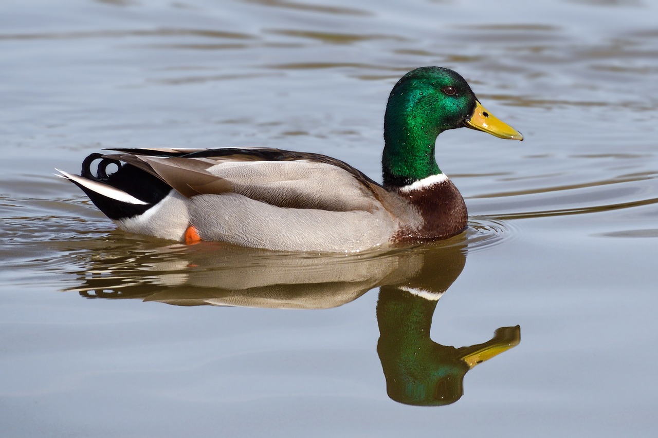 duck  mallard  reflection free photo