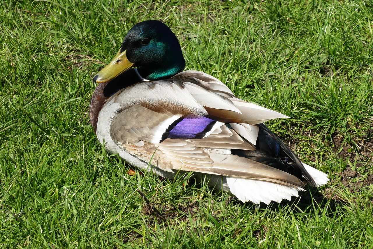 duck  grass  nature free photo