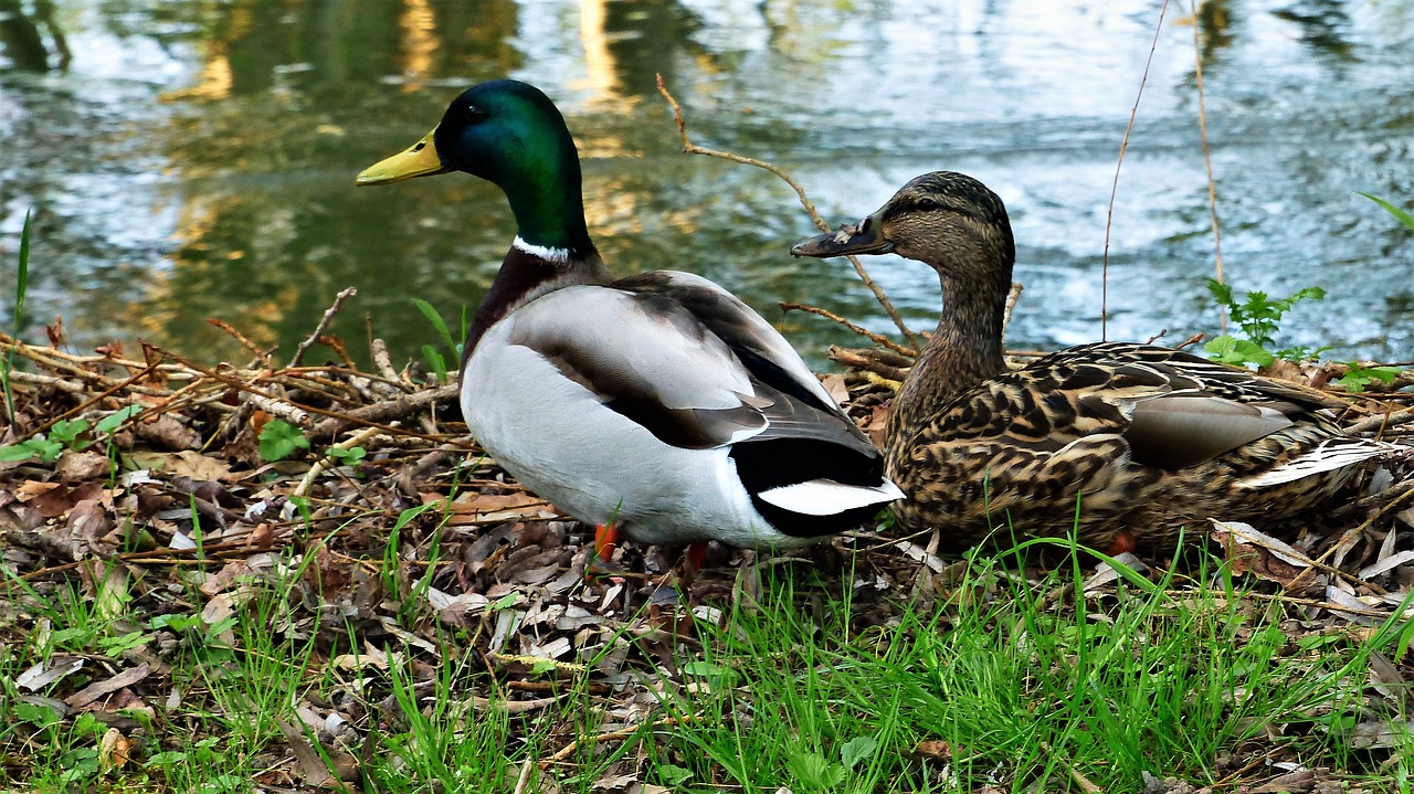 duck  bird  nature free photo