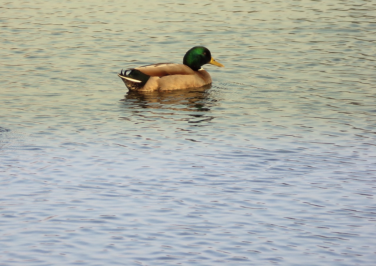 duck  body of water  poultry free photo