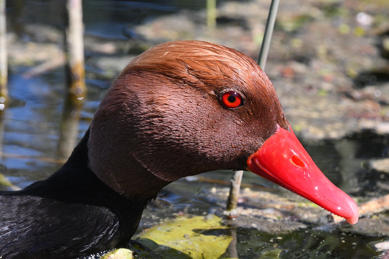 duck  bird  nature free photo