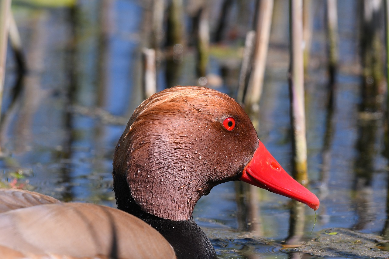 duck  waters  nature free photo