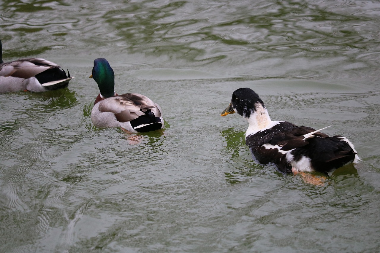 duck  body of water  swimming free photo