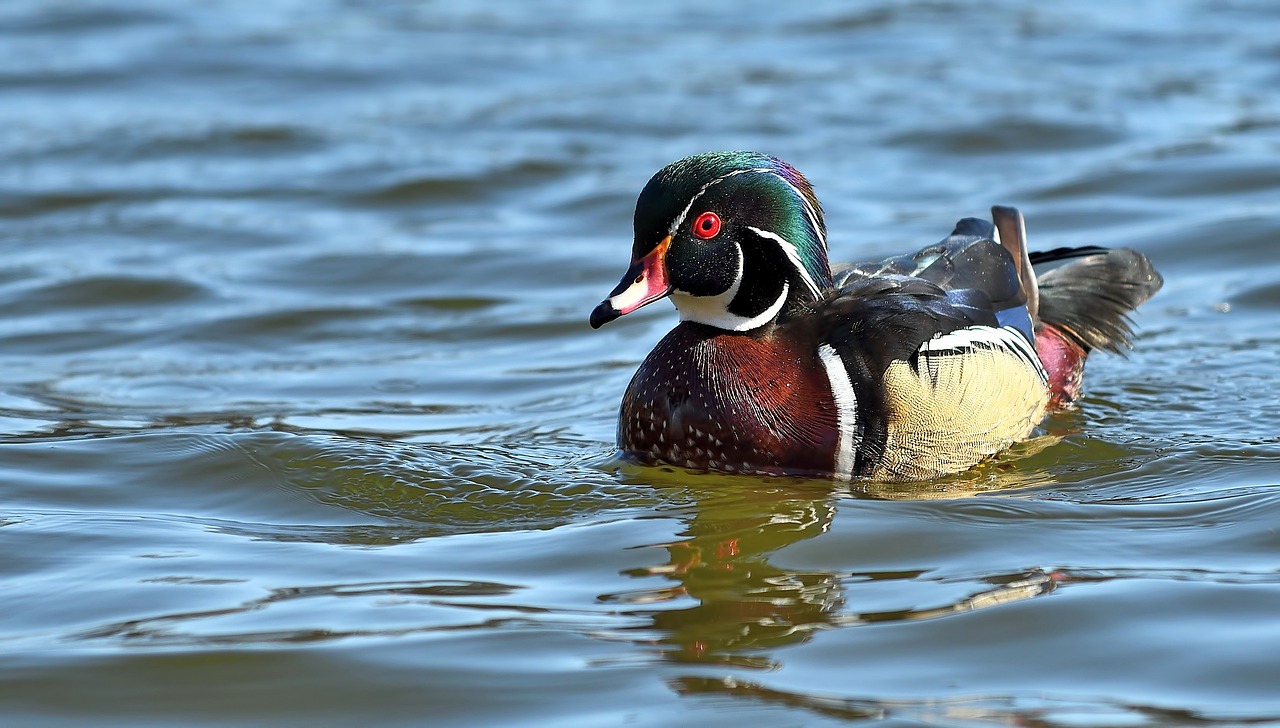 duck  bird  water free photo