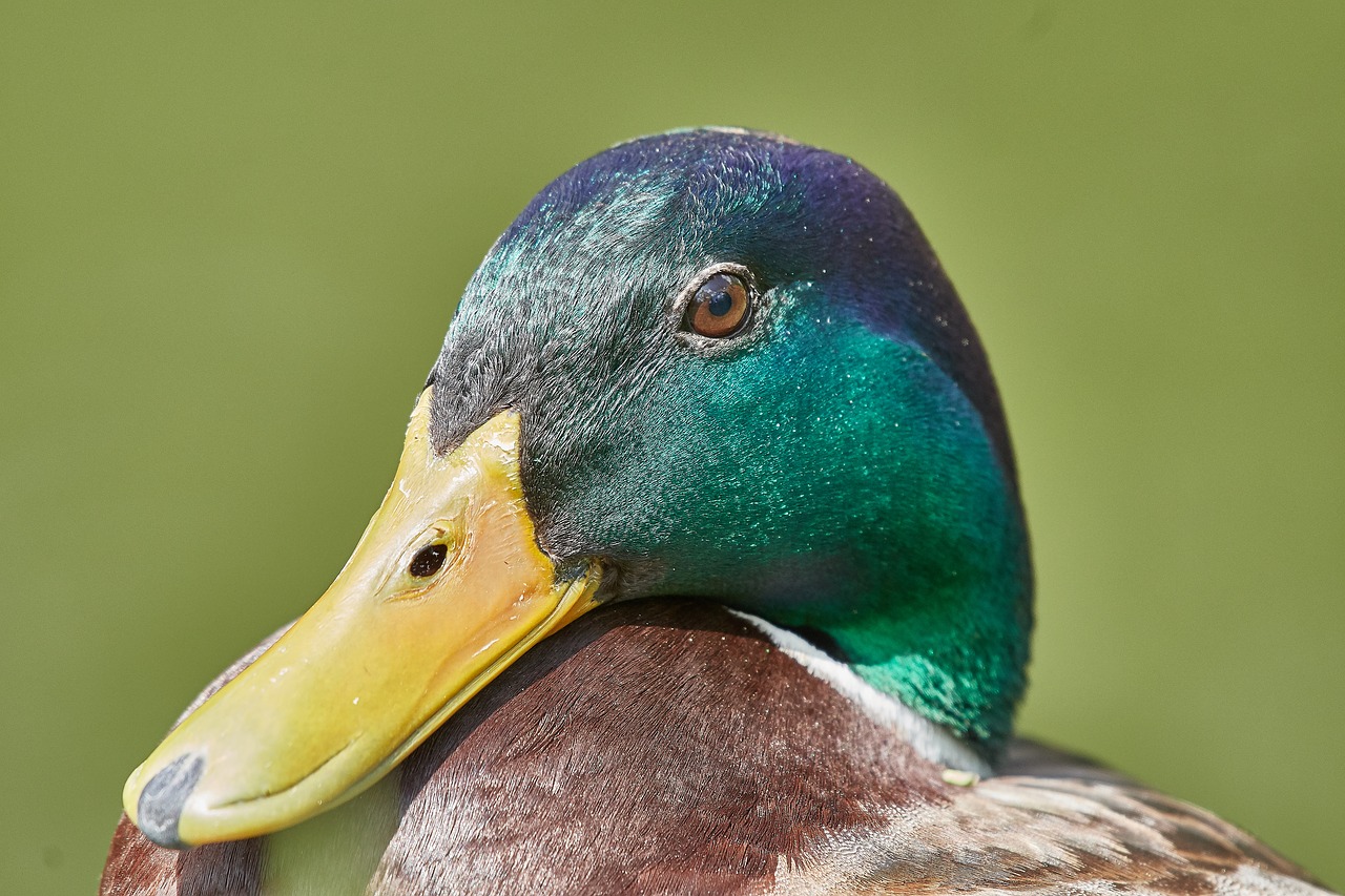 duck  nature  bird free photo