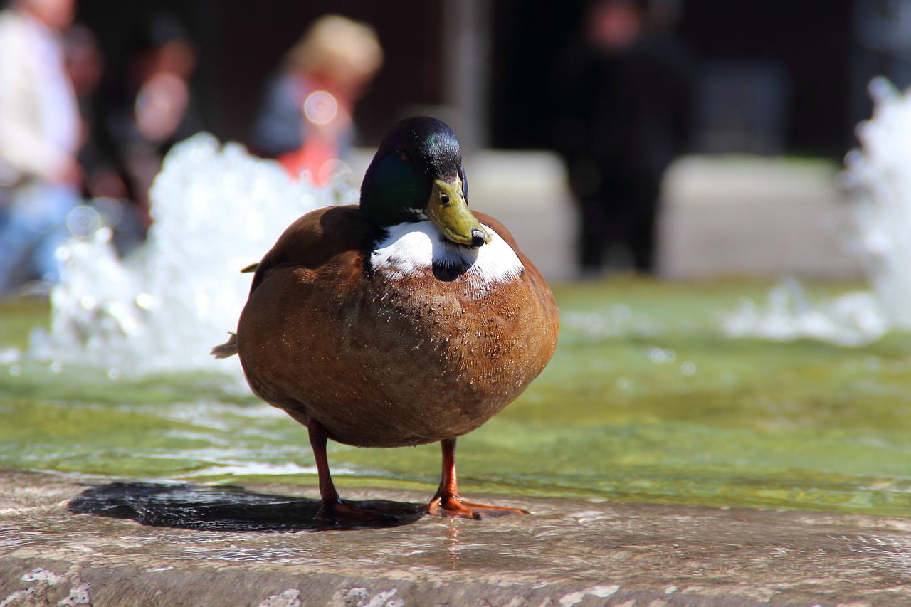 duck mallard water free photo