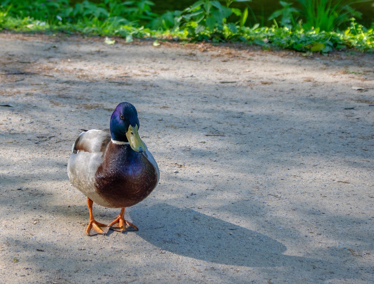 duck  drake  mallard free photo