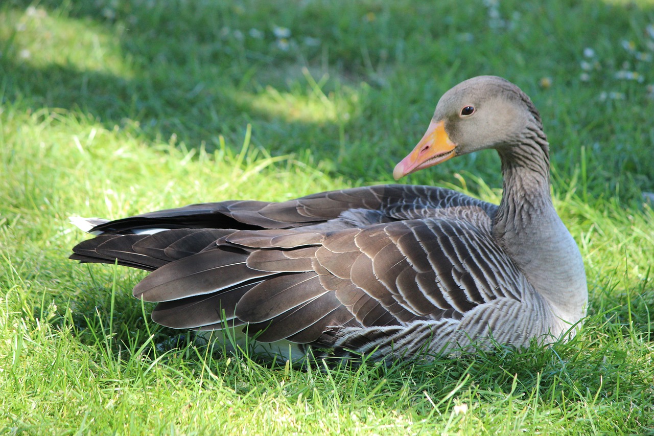 duck  goose  bird free photo