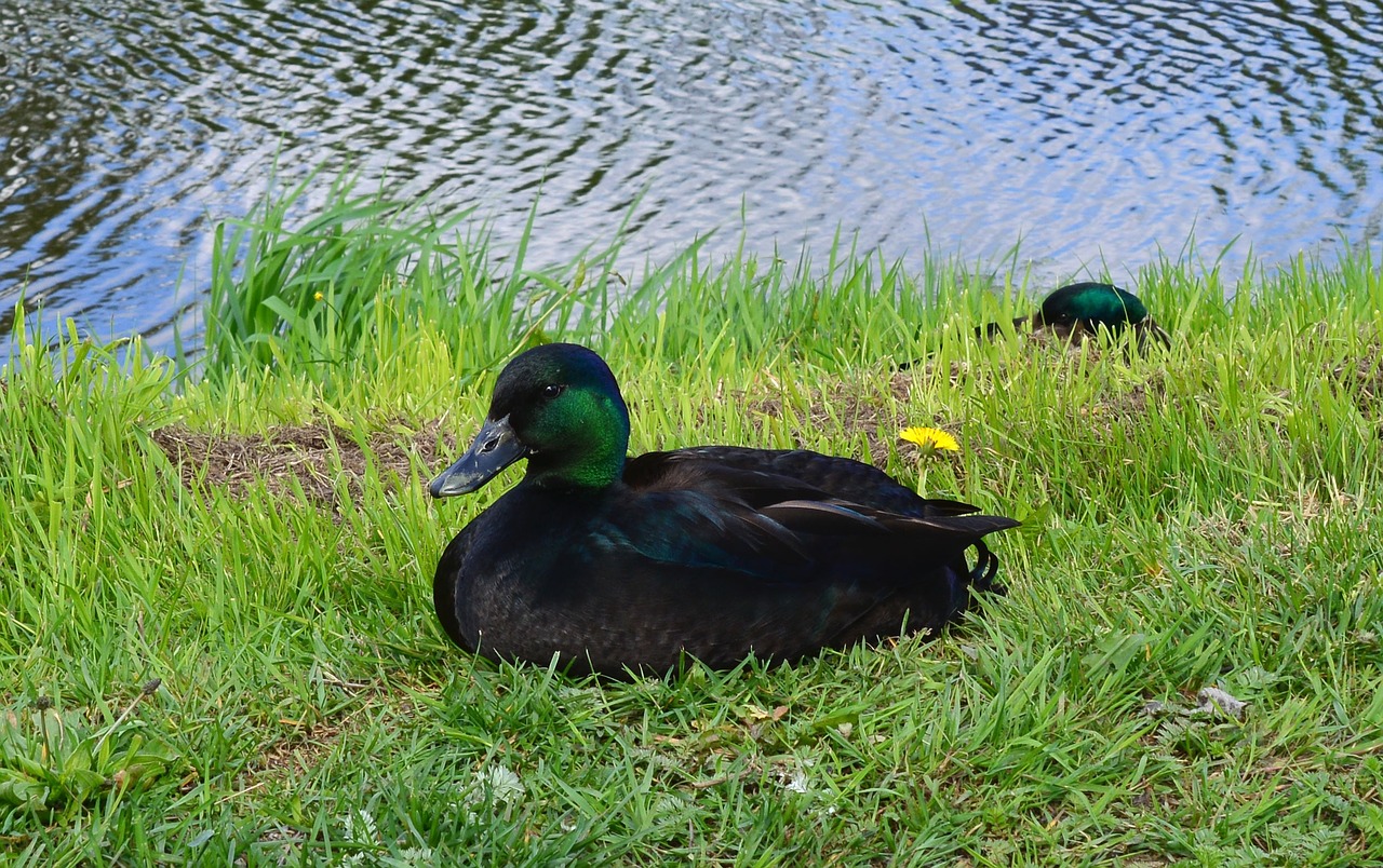 duck animal bird free photo