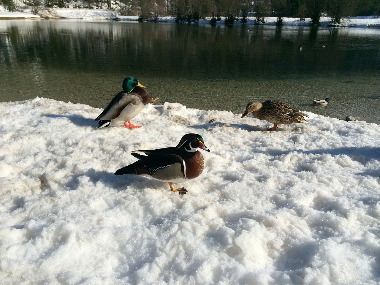 duck bird waterfowl free photo