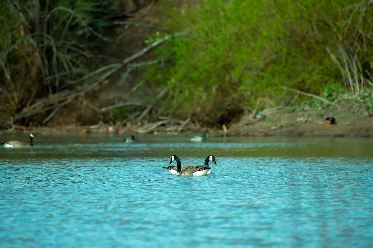 duck  bird  animal free photo