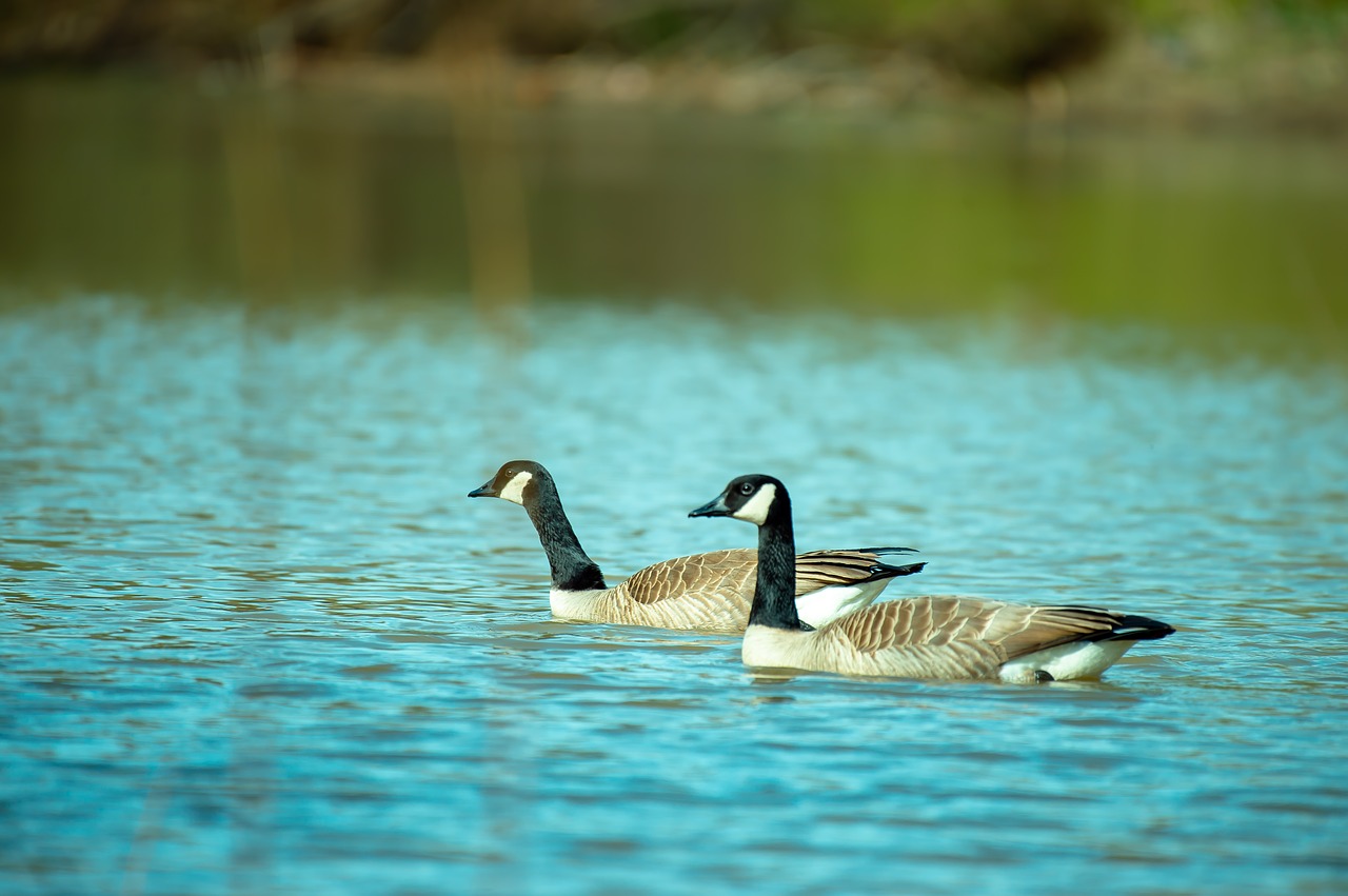 duck  bird  animal free photo