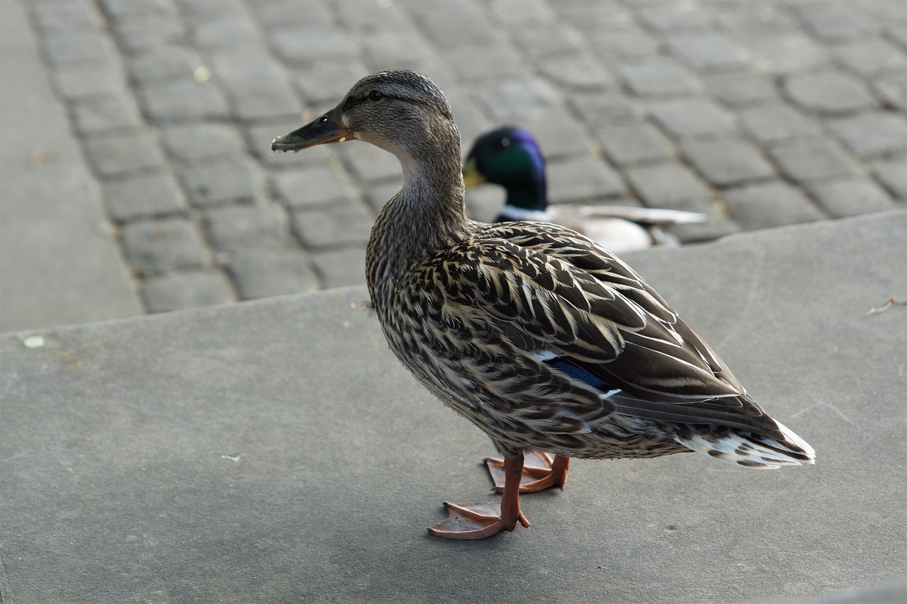 duck  water bird  bird free photo