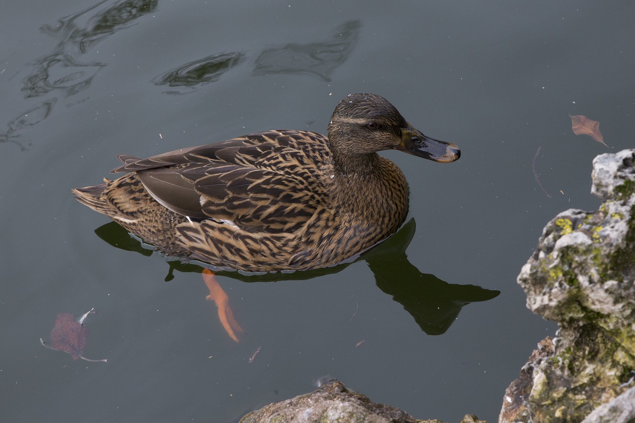 duck  fauna  lake free photo