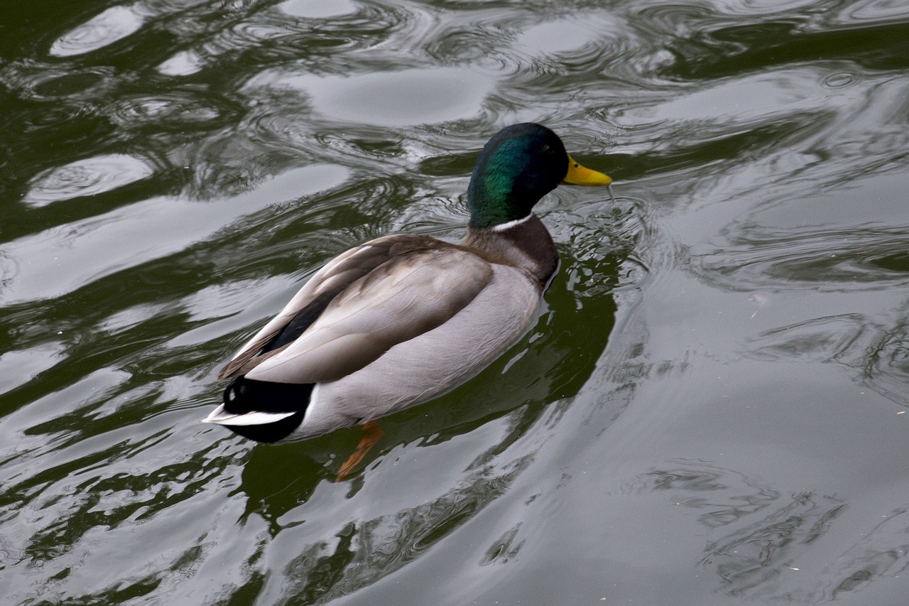 duck  fauna  lake free photo