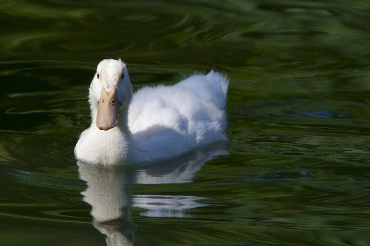 duck  fauna  lake free photo