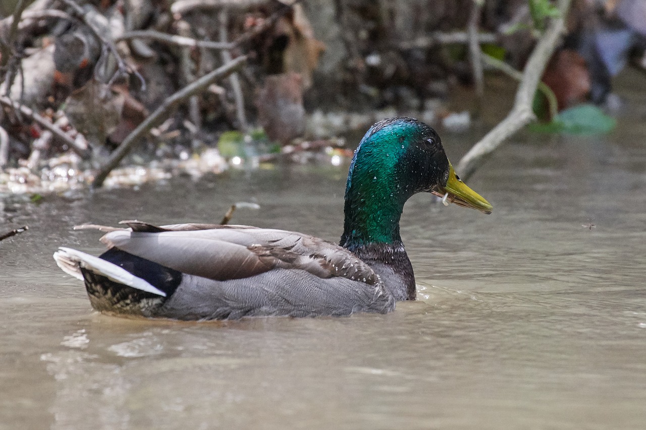 duck  water  water bird free photo