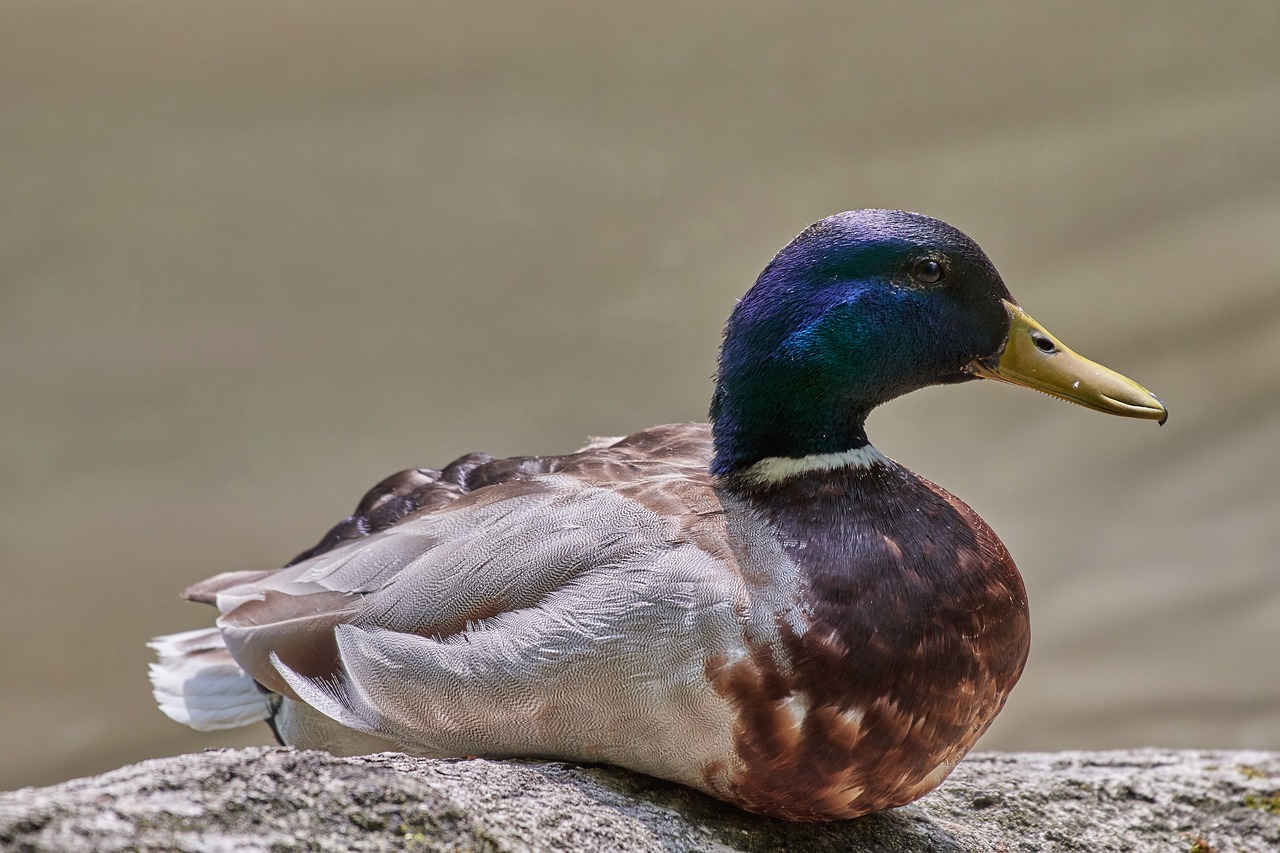 duck  water  water bird free photo