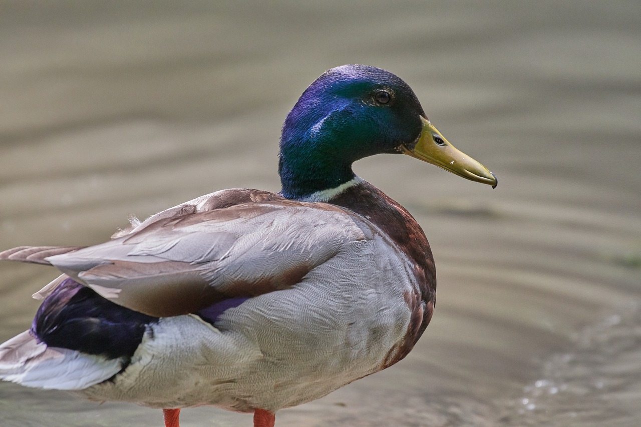 duck  water  water bird free photo