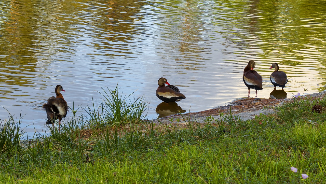 duck  waterfowl  pond free photo