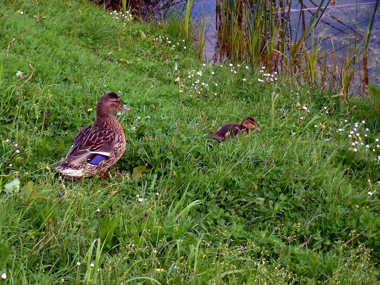 duck chicks ducks free photo