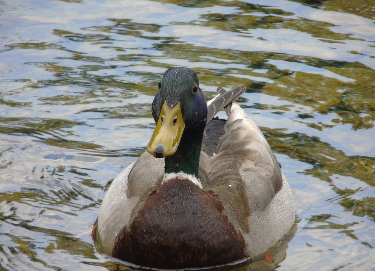 duck  mallard  bird free photo