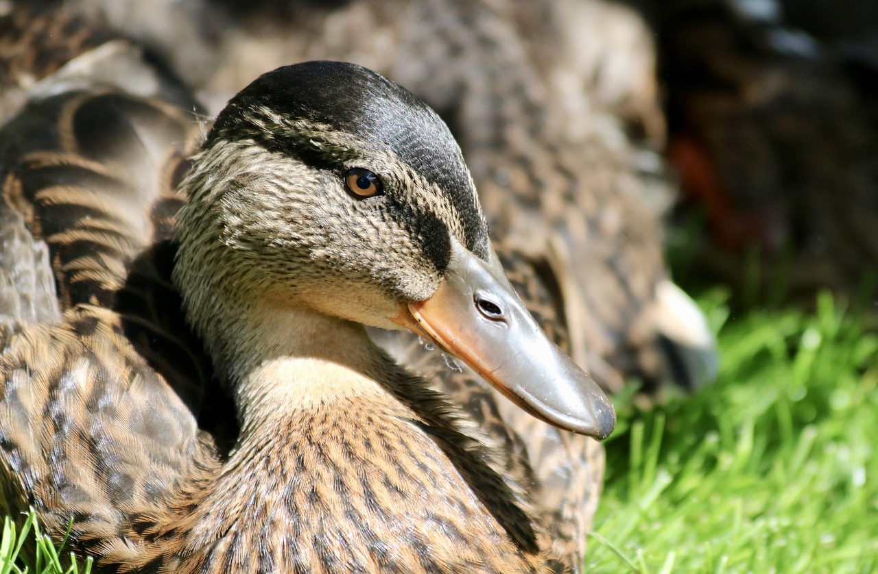 duck  bird  animal world free photo