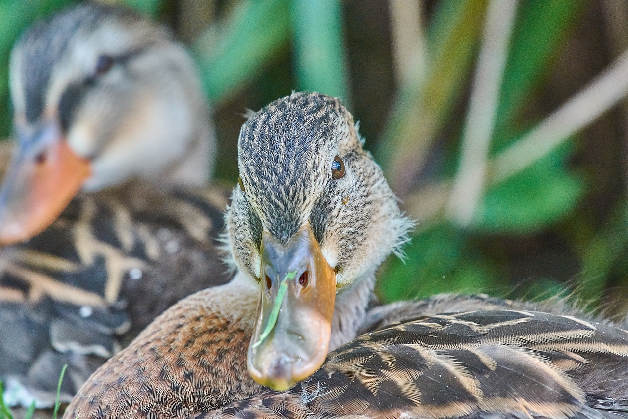 duck  female  water bird free photo