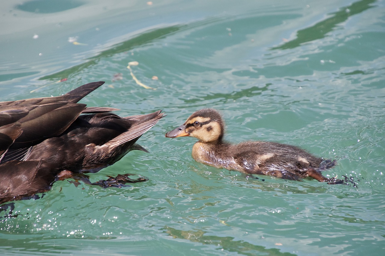 duck  young animal  female free photo