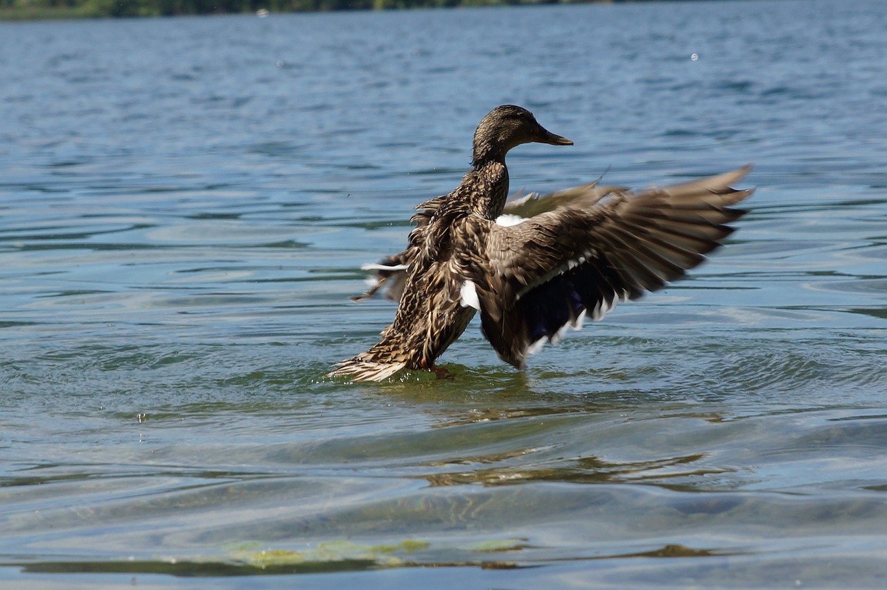 duck  spread your wings  water free photo