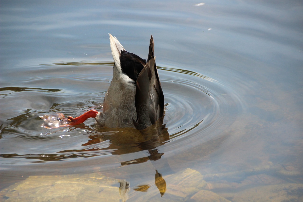 duck  diving  water bird free photo