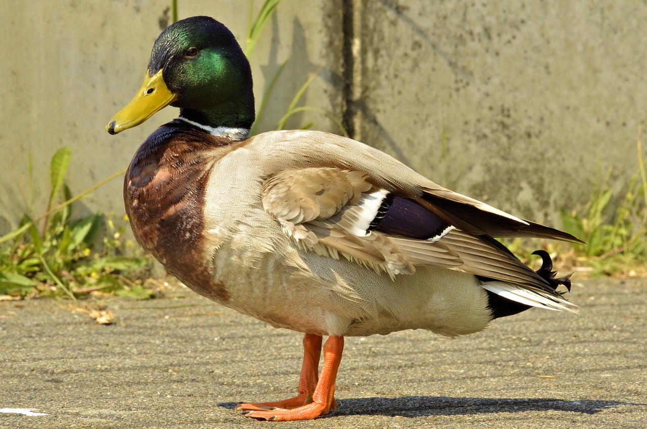 duck  nature  bird free photo