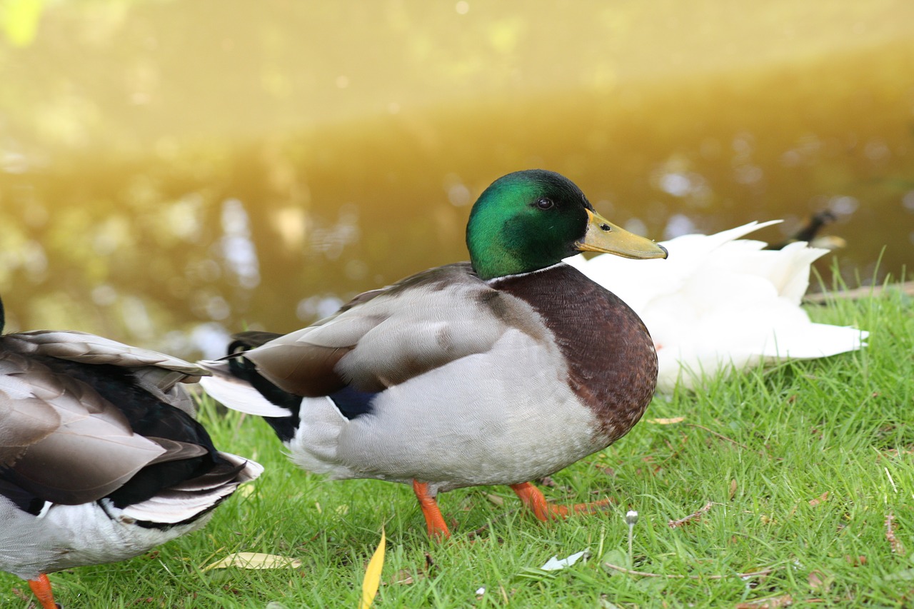 duck  water free pictures free photo