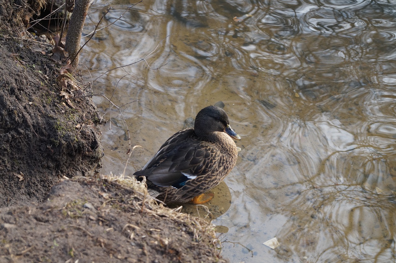 duck  water  animal free photo