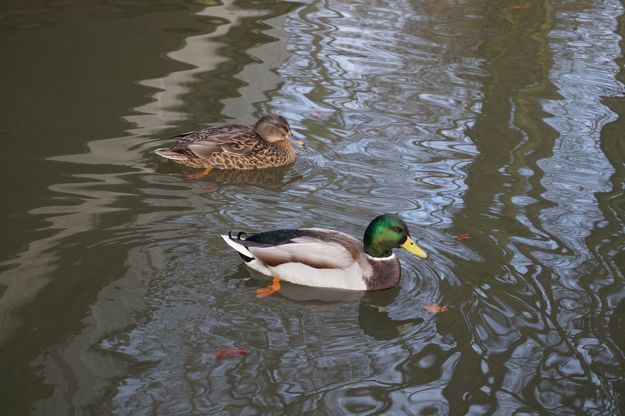 duck  water  animal free photo