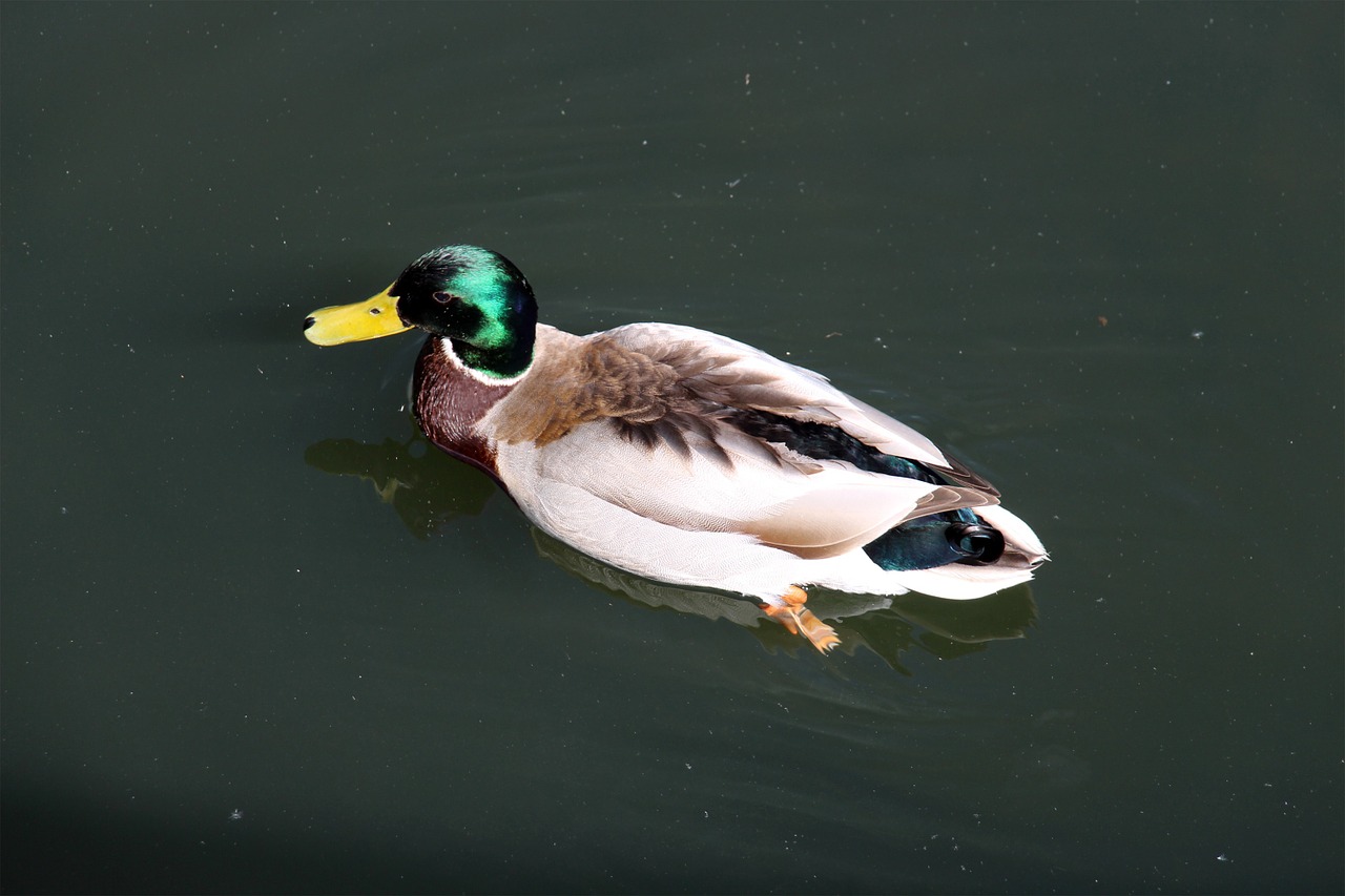 duck animal bird free photo