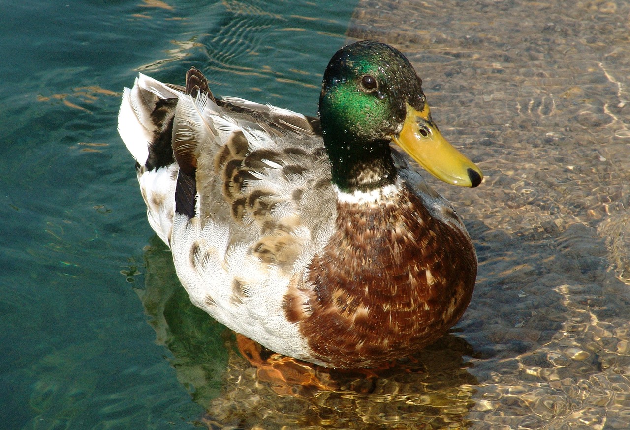 duck animal bird free photo