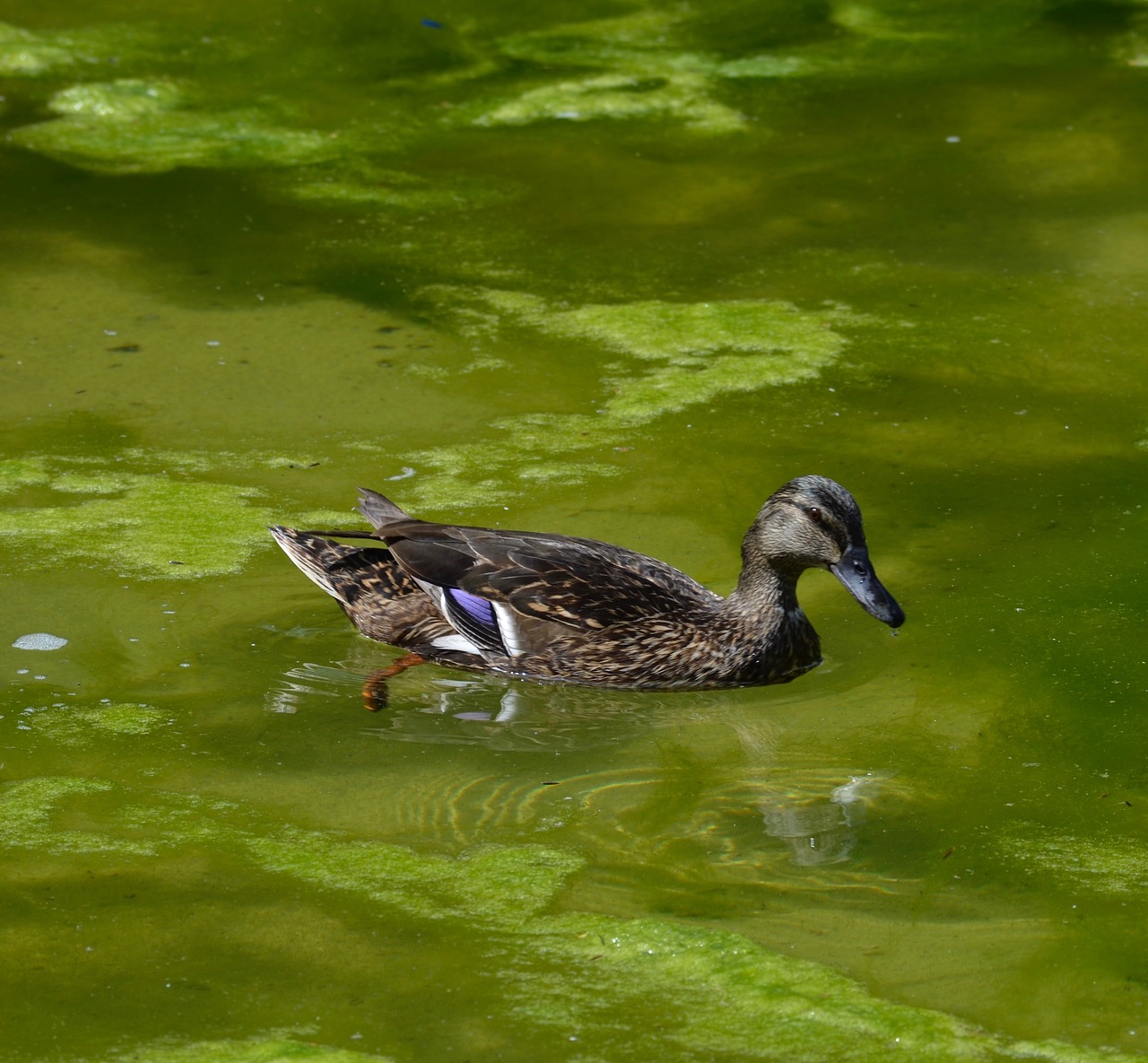 duck  bird  pond free photo