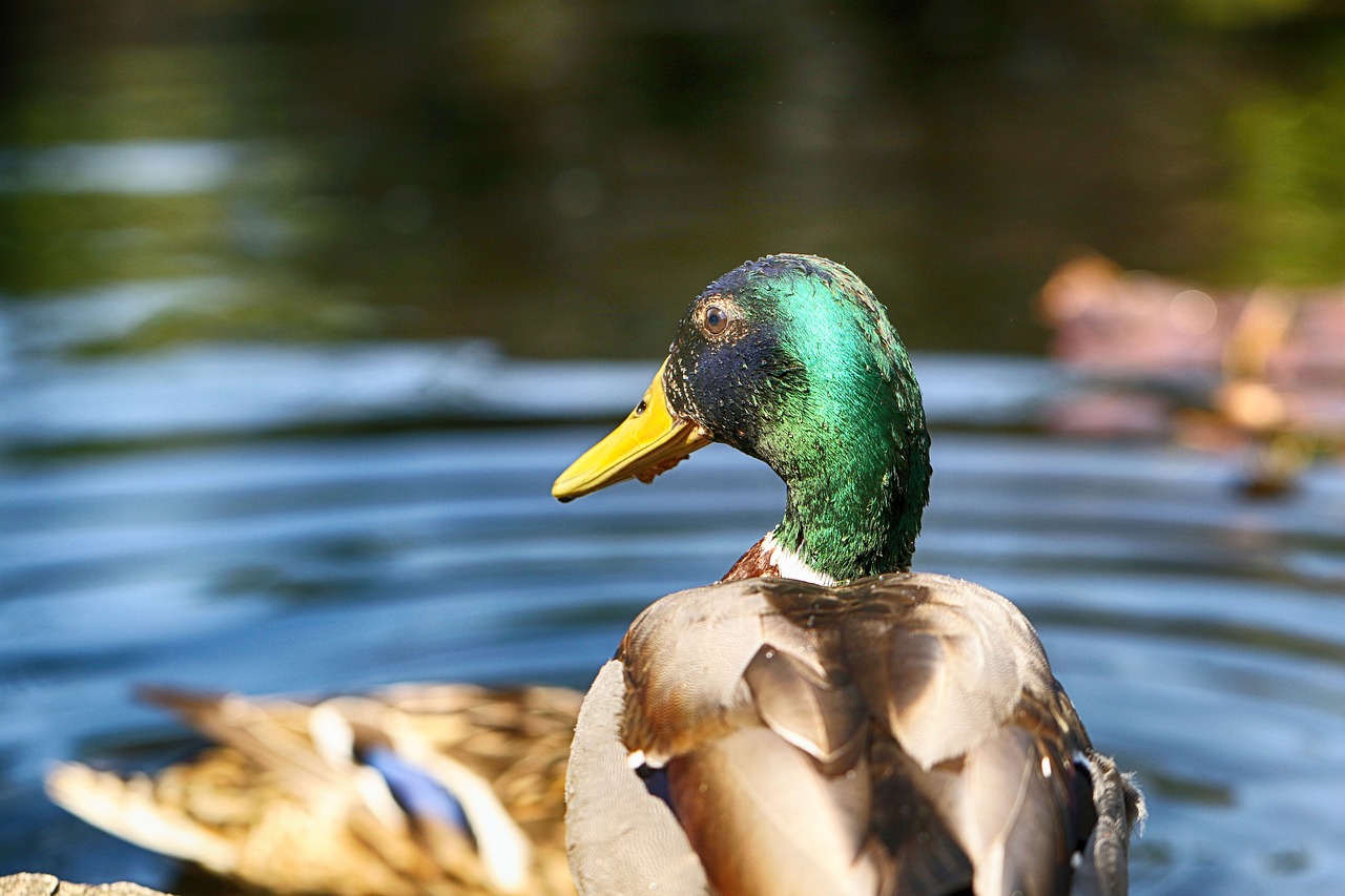 duck  animal  nature free photo