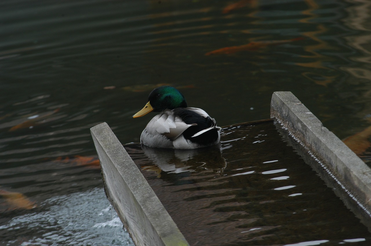 duck  pond  mallard free photo