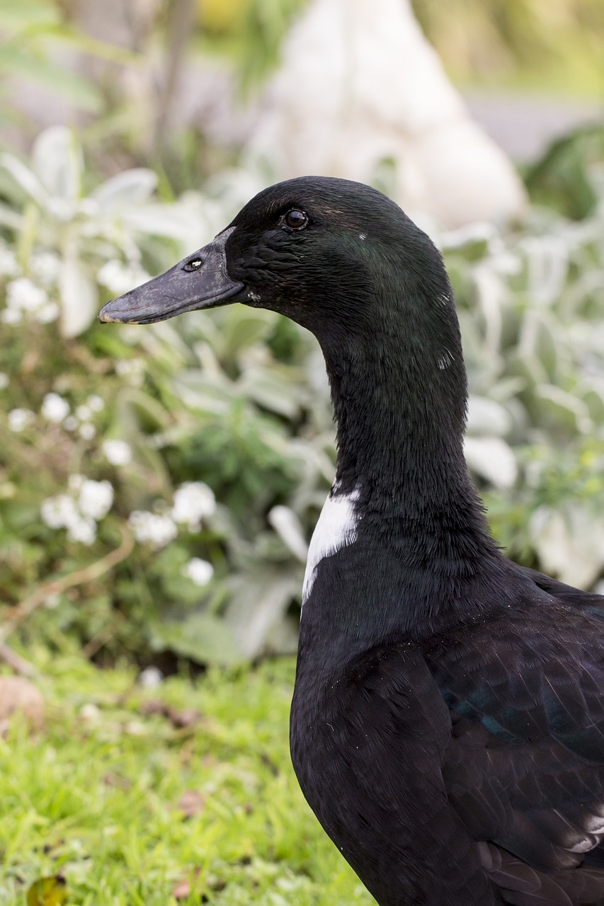 duck  green  nature free photo