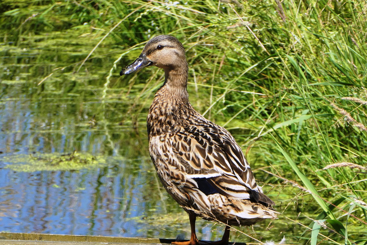 duck  ditch  feathers free photo