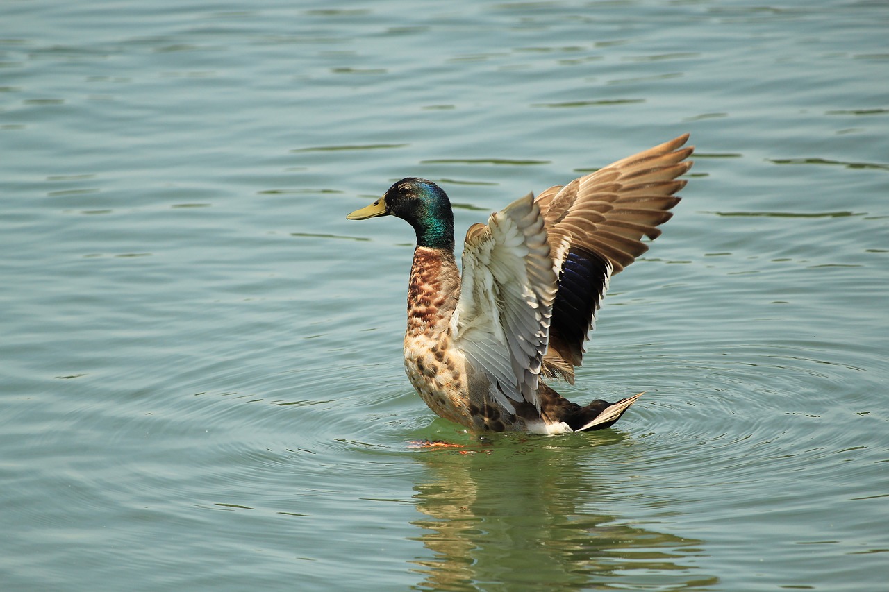 duck  wings  waterfowl free photo