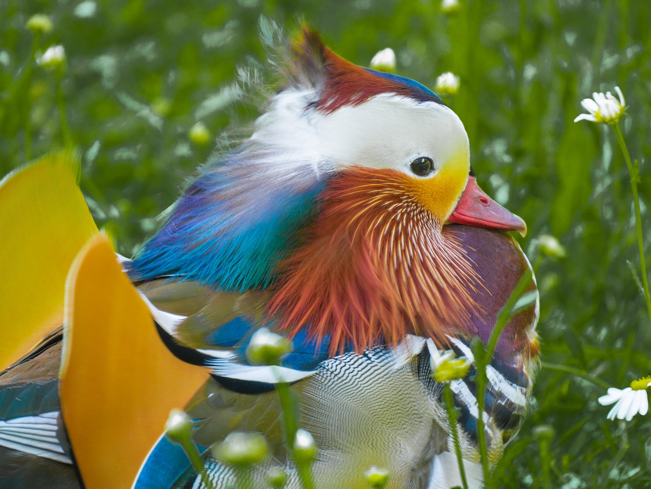 duck  mandarin ducks  water bird free photo