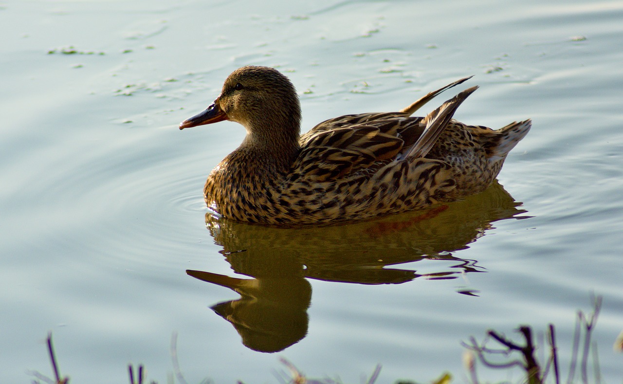 duck  animal  nature free photo