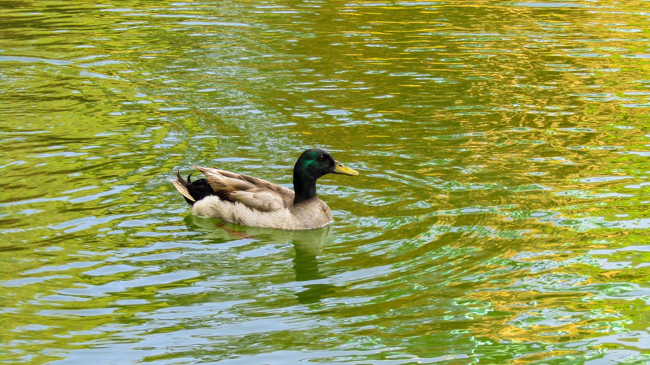 duck  ave  animal free photo