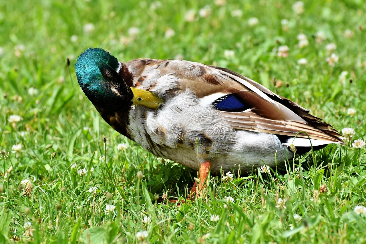 duck  drake  water bird free photo