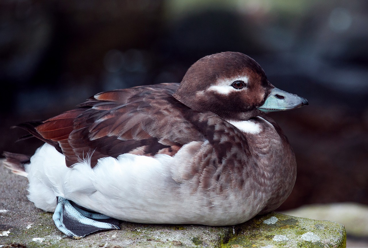 duck  bird  animal free photo